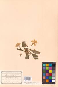 Primula vulgaris Huds., Western Europe (EUR) (Austria)
