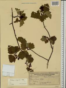 Crataegus sanguinea Pall., Eastern Europe, Volga-Kama region (E7) (Russia)