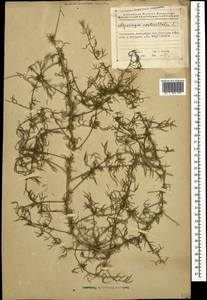 Asparagus verticillatus L., Caucasus, Azerbaijan (K6) (Azerbaijan)