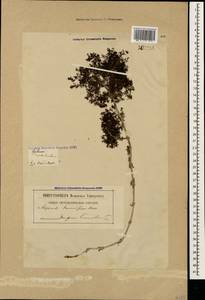 Galium humifusum M.Bieb., Caucasus, Georgia (K4) (Georgia)
