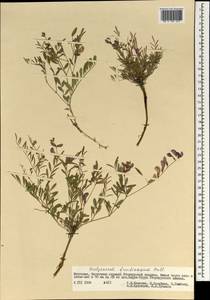 Corethrodendron fruticosum (Pall.) B.H.Choi & H.Ohashi, Mongolia (MONG) (Mongolia)