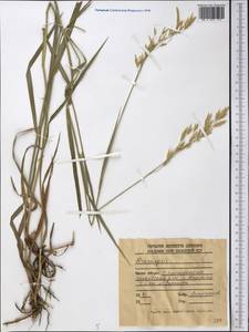 Bromus, Middle Asia, Dzungarian Alatau & Tarbagatai (M5) (Kazakhstan)