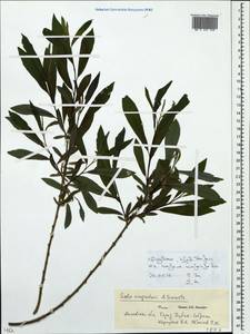 Salix vinogradovii A. K. Skvortsov, Eastern Europe, Moscow region (E4a) (Russia)