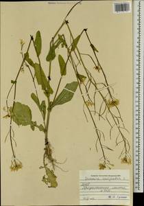 Brassica rapa subsp. sylvestris (L.) Janch., Mongolia (MONG) (Mongolia)