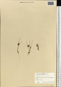 Juncus bulbosus L., Eastern Europe, Northern region (E1) (Russia)