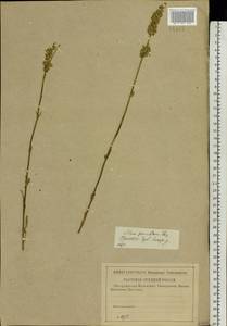 Silene borysthenica (Gruner) Walters, Eastern Europe, Central forest-and-steppe region (E6) (Russia)