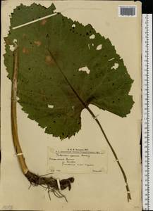 Telekia speciosa (Schreb.) Baumg., Eastern Europe, West Ukrainian region (E13) (Ukraine)