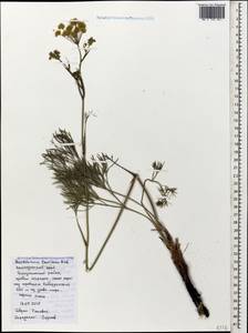 Peucedanum ruthenicum M. Bieb., Caucasus, Black Sea Shore (from Novorossiysk to Adler) (K3) (Russia)