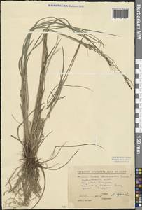 Carex eleusinoides Turcz. ex Kunth, Siberia, Russian Far East (S6) (Russia)