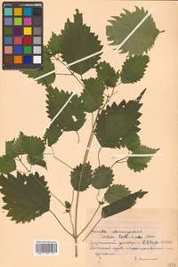 Urtica thunbergiana subsp. thunbergiana, Siberia, Russian Far East (S6) (Russia)