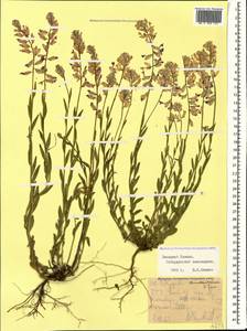 Polygala major Jacq., Caucasus, Stavropol Krai, Karachay-Cherkessia & Kabardino-Balkaria (K1b) (Russia)