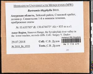 Bartramia ithyphylla Brid., Bryophytes, Bryophytes - Russian Far East (excl. Chukotka & Kamchatka) (B20) (Russia)