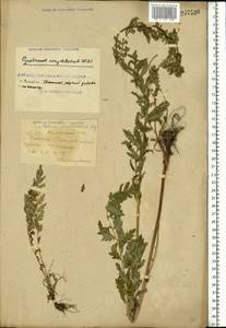 Tanacetum corymbosum subsp. corymbosum, Eastern Europe, South Ukrainian region (E12) (Ukraine)