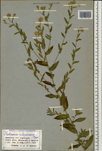 Pulicaria dysenterica (L.) Bernh., Caucasus, Armenia (K5) (Armenia)
