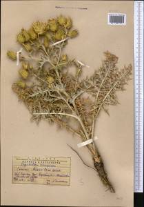 Cousinia minkwitziae Bornm., Middle Asia, Western Tian Shan & Karatau (M3) (Kazakhstan)
