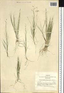 Cleistogenes squarrosa (Trin.) Keng, Siberia, Altai & Sayany Mountains (S2) (Russia)