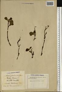 Alnus glutinosa (L.) Gaertn., Eastern Europe, Latvia (E2b) (Latvia)