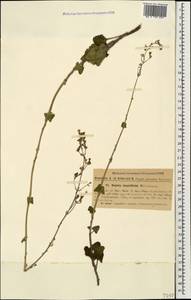 Nepeta teucriifolia, Caucasus, Georgia (K4) (Georgia)