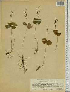 Neottia puberula var. puberula, Siberia, Russian Far East (S6) (Russia)