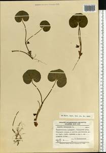 Asarum europaeum L., Eastern Europe, North Ukrainian region (E11) (Ukraine)