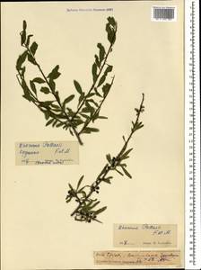 Rhamnus erythroxyloides subsp. erythroxyloides, Caucasus, Georgia (K4) (Georgia)