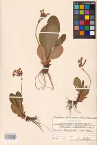 Primula elatior (L.) L., Western Europe (EUR) (Bosnia and Herzegovina)