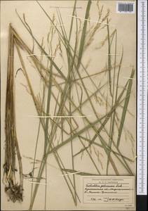 Scolochloa festucacea (Willd.) Link, Middle Asia, Northern & Central Kazakhstan (M10) (Kazakhstan)