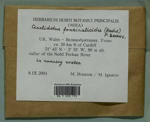 Cinclidotus fontinaloides (Hedw.) P. Beauv., Bryophytes, Bryophytes - Western Europe (BEu) (United Kingdom)