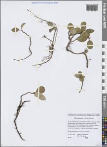Salix nasarovii A.K.Skvortsov, Siberia, Yakutia (S5) (Russia)