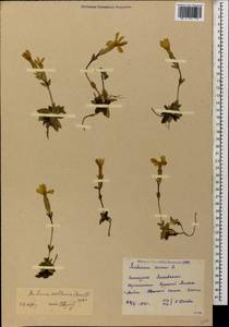 Gentiana verna subsp. oschtenica (Kuzn.) J. J. Halda, Caucasus, Krasnodar Krai & Adygea (K1a) (Russia)
