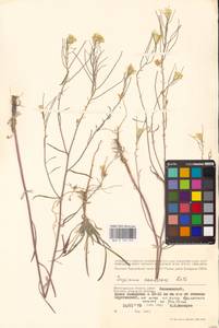 Erysimum diffusum Ehrh., Eastern Europe, Lower Volga region (E9) (Russia)