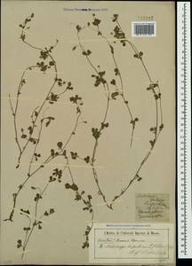 Medicago lupulina L., Crimea (KRYM) (Russia)