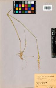 Elymus gmelinii (Trin.) Tzvelev, Siberia, Baikal & Transbaikal region (S4) (Russia)