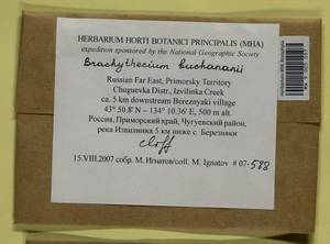 Brachythecium buchananii (Hook.) A. Jaeger, Bryophytes, Bryophytes - Russian Far East (excl. Chukotka & Kamchatka) (B20) (Russia)