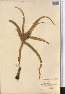 Colchicum robustum (Bunge) Stef., Middle Asia, Karakum (M6) (Turkmenistan)