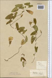 Calystegia sepium (L.) R. Br., Middle Asia, Northern & Central Kazakhstan (M10) (Kazakhstan)