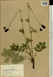 Sanguisorba officinalis L., Eastern Europe, Central region (E4) (Russia)