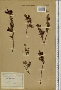 Salix myrtilloides L., Siberia, Baikal & Transbaikal region (S4) (Russia)