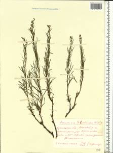 Artemisia salsoloides Willd., Eastern Europe, North Ukrainian region (E11) (Ukraine)