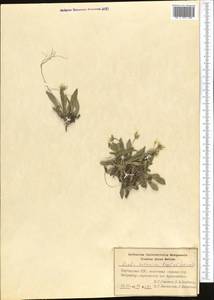 Scapiarabis saxicola (Edgew.) M. Koch, R. Karl, D. A. German & Al-Shehbaz, Middle Asia, Pamir & Pamiro-Alai (M2) (Kyrgyzstan)