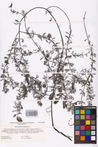 Myriophyllum spicatum L., Eastern Europe, Lower Volga region (E9) (Russia)