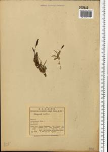 Melanocalyx uniflora (L.) Morin, Eastern Europe, Northern region (E1) (Russia)