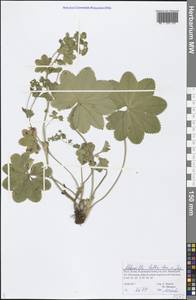 Alchemilla baltica Sam. ex Juz., Eastern Europe, Northern region (E1) (Russia)