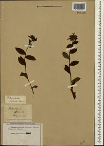 Pulmonaria obscura Dumort., Crimea (KRYM) (Russia)