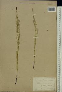 Equisetum palustre L., Eastern Europe, Moscow region (E4a) (Russia)