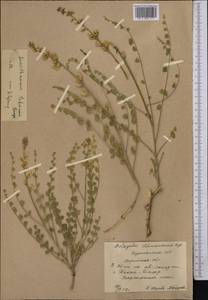 Sophora lehmannii (Bunge) Yakovlev, Middle Asia, Karakum (M6) (Turkmenistan)