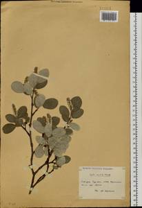 Salix vestita Pursh, Siberia, Baikal & Transbaikal region (S4) (Russia)