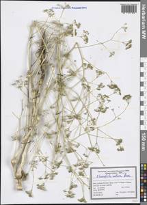 Elaeosticta nodosa (Boiss.) Boiss., South Asia, South Asia (Asia outside ex-Soviet states and Mongolia) (ASIA) (Iran)