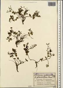 Veronica peduncularis M. Bieb., Caucasus, Armenia (K5) (Armenia)