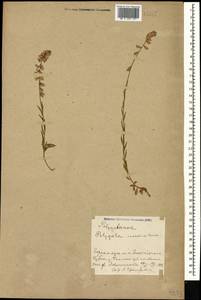 Polygala anatolica Boiss. & Heldr., Caucasus, Azerbaijan (K6) (Azerbaijan)